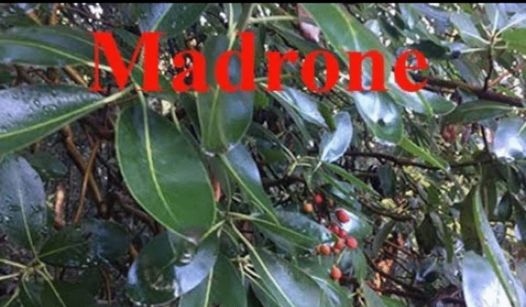 Madrone in Lushootseed Pronunciation Audio