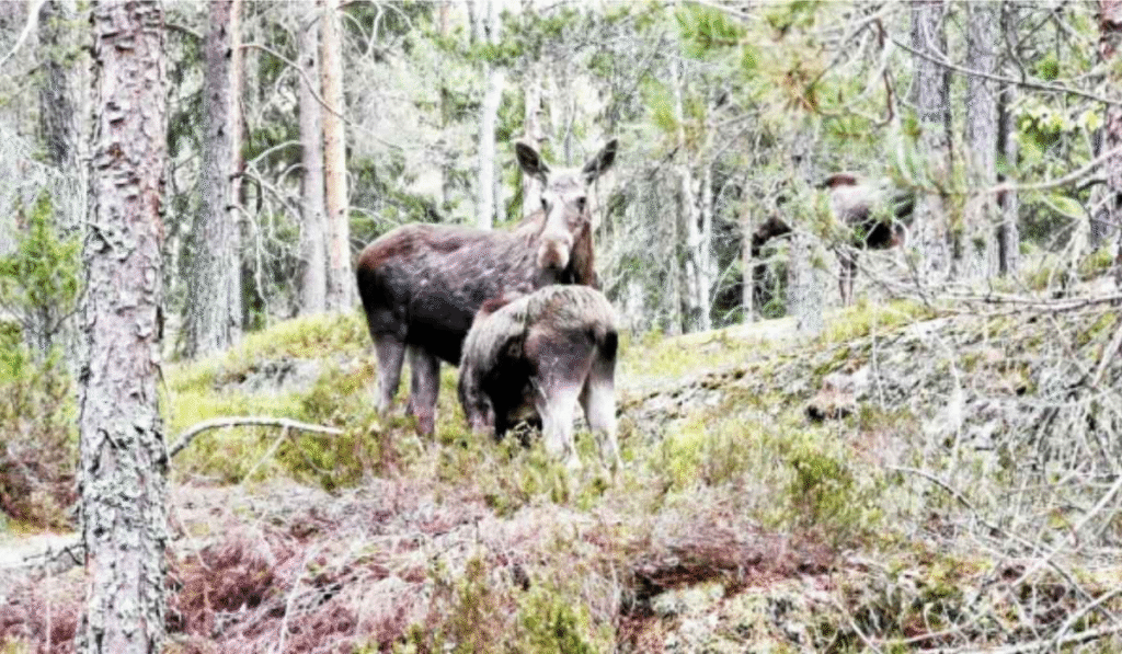 Viltnemnda 
