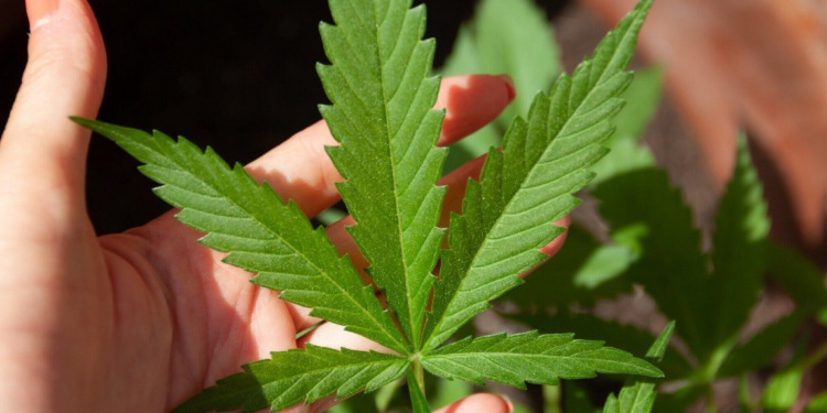 Top Modern Ways to Consume Cannabinoids for Every Lifestyle