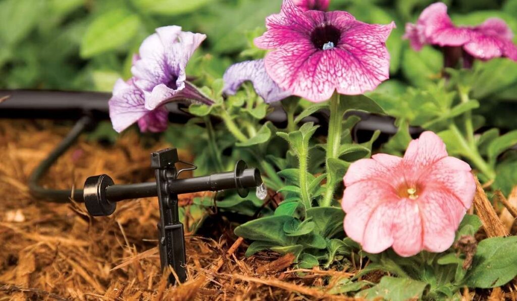 rain bird drip irrigation