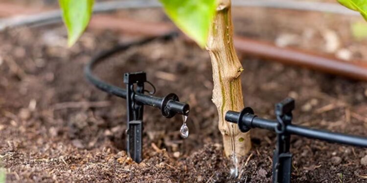 rain bird drip irrigation