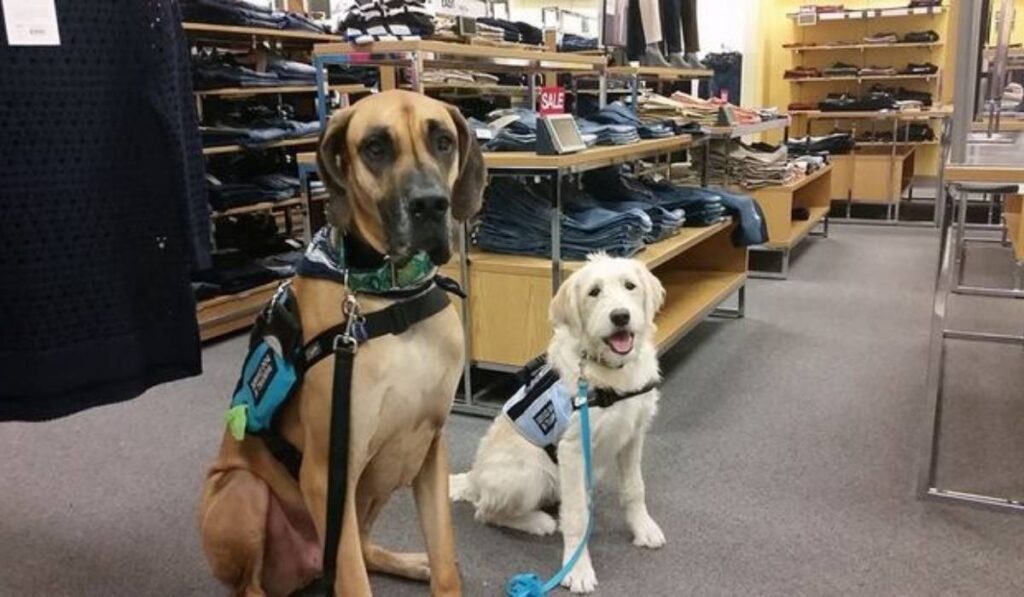 service dog cost