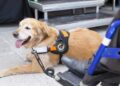 service dog cost