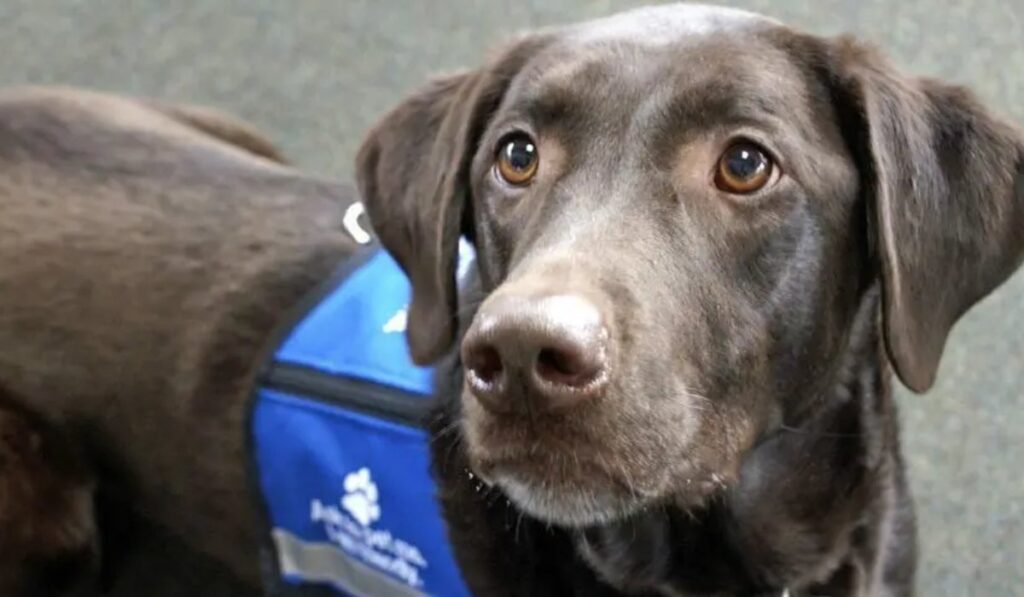 service dog cost