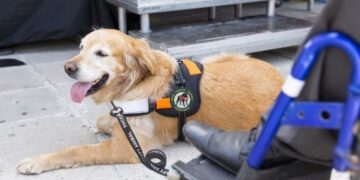 service dog cost