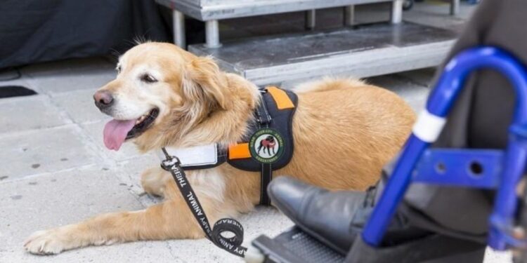 service dog cost