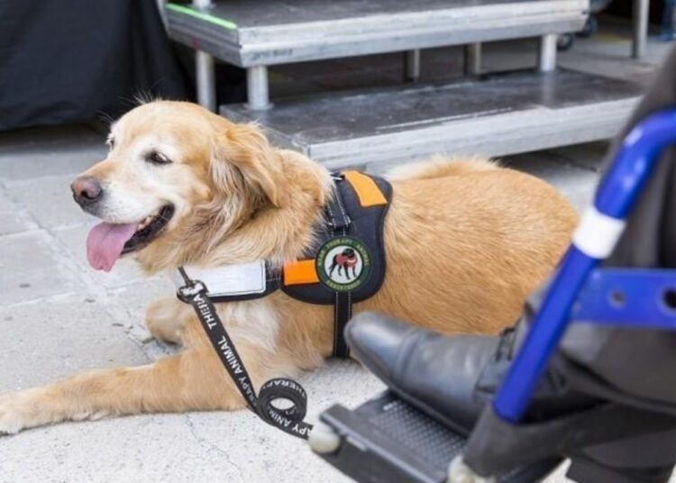 service dog cost