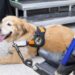 service dog cost